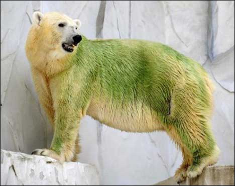 Don’t worry, this bear isn’t a victim of global warming, he’s been swimming in an algea-filled pond at the Higashiyama Zoo in Japan. (Image from Shuzo Shikano/Kyoto News)